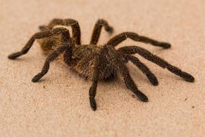 La Aracnofobia es la fobia a las arañas